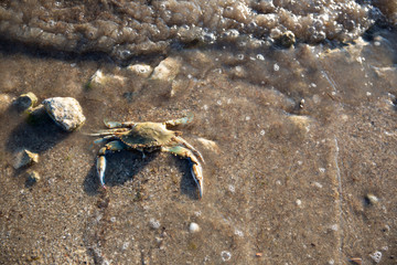 crab on the sand