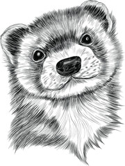 Groundhog head portrait of a cute vector black and white