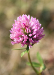 Red clover flower