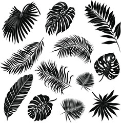 palm leaves set black and white