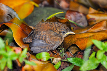 Bébé oiseau sorti du nid