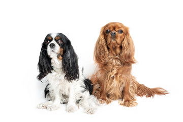 Portrait of cute cavalier spaniels