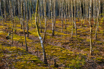 Early spring young birch forest on sandy dunes of natural landscape protected area of Mazovian Landscape Park in Mazovia region in central Poland