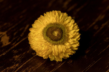 Flowers on a dark background