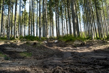 Ruined forest and broken trees by wind and gale.