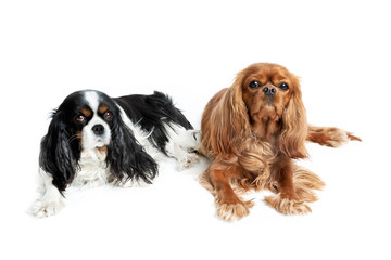 Portrait of relaxed cavalier spaniels