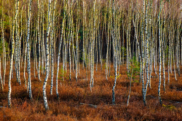 Early spring young birch forest on heath sandy dunes of natural landscape protected area of Mazovian Landscape Park in Mazovia region in central Poland