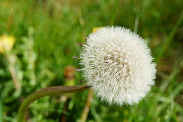 Bäume-Blüten