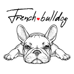 Cute french bulldog sketch. Vector illustration