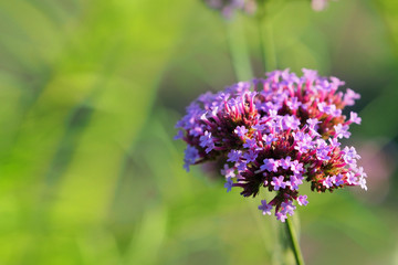Verbena bonariensis, closeup. Garden flowerbed, gardening