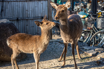 Close-up cute fawn with mother deer relax in sunshine in the Miyajima island, Hiroshima city, Japan. In here, the deers are freely roaming around the island and not afraid to interact with visitors