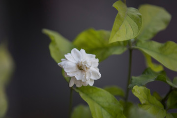 Beautiful white Jasmine flower from the garden