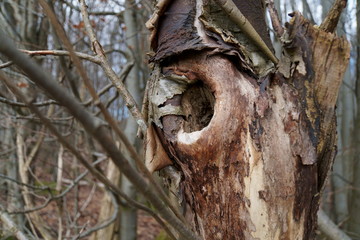 B&auml;ume-Bl&uuml;ten