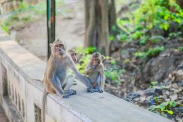 Monkeys that live naturally in Thailand