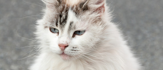 Bannière d'un portrait de chat angora blanc tigré en extérieur