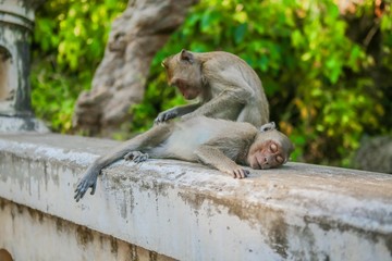 Monkeys that live naturally in Thailand