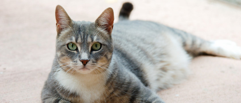 Chat tigr&eacute; allong&eacute; dehors regardant de face