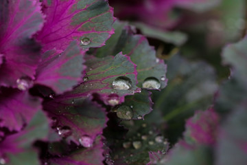 Macro water droplets on plants