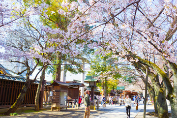 木, 公園, 木, 自然, 緑, 道, 風景, 空, とぶ, 森, パス, 草, 秋, 季節, 葉, 庭, 通り, 日, 落ちる, サマータイム, 木の葉