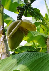 bananowiec © Marzena