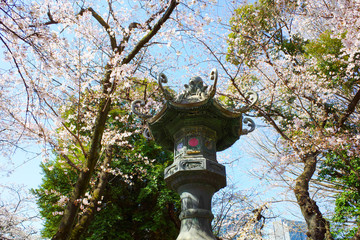 日本, 木, 庭, 日本人, 建築, カストレ, 空, あばたのある, 古い, ランタン, 自然, ビル, 公園, 寺, とぶ, 家, 風景, 緑, 古代の, 木, サクランボ, 青, アジア, 全盛期, 鳥