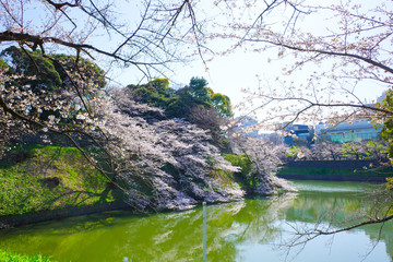 川, 水, 木, 自然, 風景, 湖, 森, 緑, 木, 空, とぶ, サマータイム, 公園, 草, 流れ, 秋, 青, 美しさ, 木, 景色, 落ち着いた, 美しい, いなか, 包囲