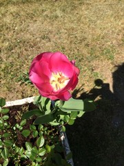 "Tulipano rosa"