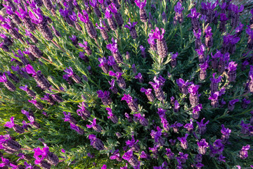 Lavendelstrauch in der Provence, Süd-Frankreich