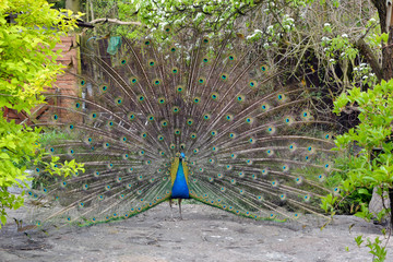 Obraz premium Peacock spreading its beautiful colorful wings