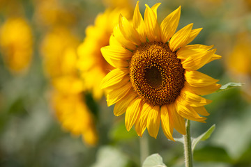 Fototapeta premium Sunflower species from Thailand