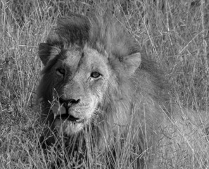 black and white portret photo male lion laying in the field in the wild life of the Kruger Park in South Africa