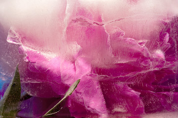 Background of  pink peony  flower    in ice   cube with air bubbles.