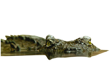 Low poly illustration of a crocodile lurking in a river 