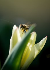 Yellow and white tulip flower on dark background.
