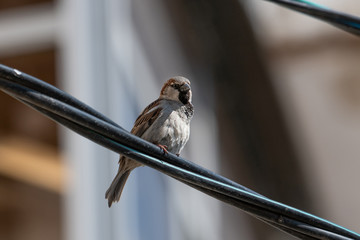 Portrait of a little brown sparrow sitting on a wire. one bird in the city on a blurred background