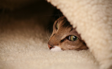 The sphinx cat lies under the blanket and looks out.