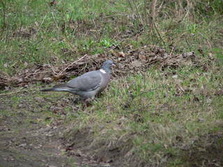 Common wood pigeon (Columba palumbus) in forest