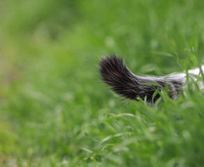 black fluffy cat tail isolated on natural green background