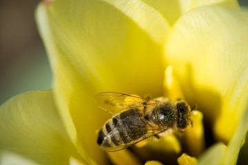 A honey bee is working collecting pollen on a yellow flower.