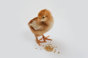 Obraz premium A cute isa brown chick standing near some food on a white background. 