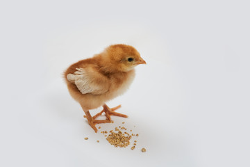 A cute isa brown chick standing near some food on a white background.                      