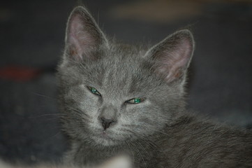 grey kitten