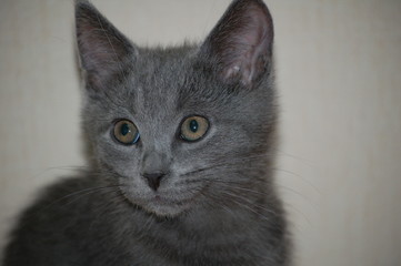 grey kitten