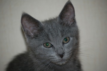 grey kitten