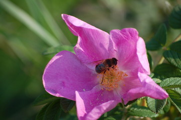 bee on a flower