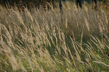 grass in the wind
