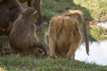 baboon bending down