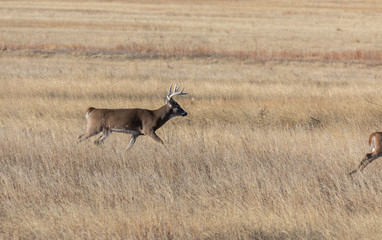 Whitetail Deer Buck and Doe Rutting in Fall in Colorado