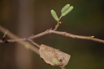 green leaf on a tree