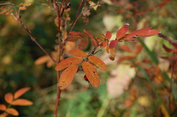 red autumn leaves